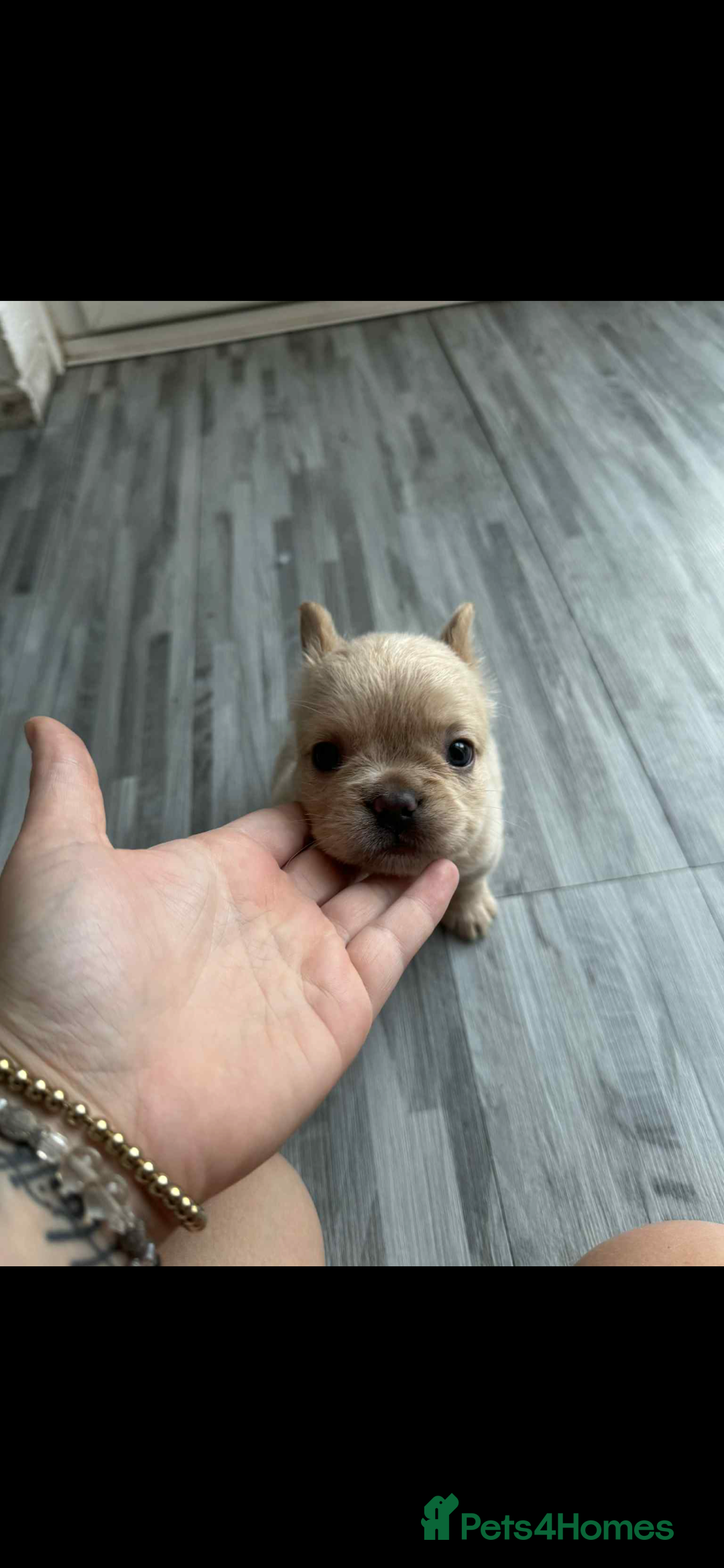 French Bulldog dogs for sale: French bulldog pups available Reduced‼️ - Advert 23