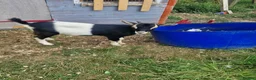 Goats livestock for sale: Pigmy goats female - Advert 7