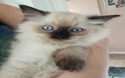 Ragdoll cats for sale: Ragdoll Kittens for Sale - Image 2