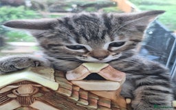 Domestic Shorthair cats for sale: ✨️ Beautiful 2 kittens 🩷🩵 Ready for homes now ✨️ - Image 30