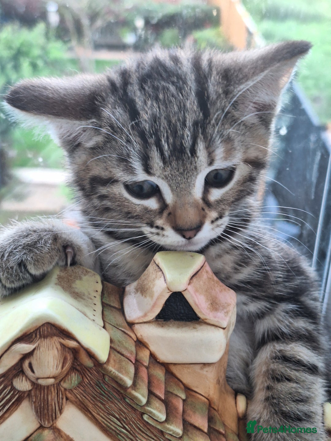 Domestic Shorthair cats for sale: ✨️ Beautiful 2 kittens 🩷🩵 Ready for homes now ✨️ - Image 30