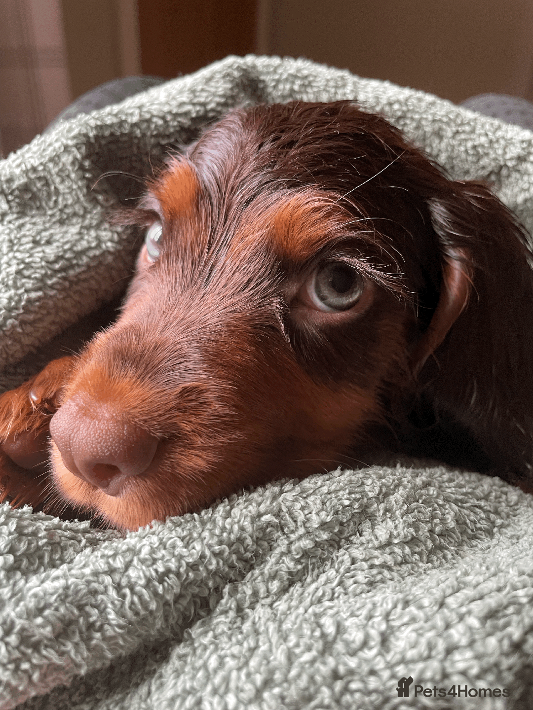 Cocker Spaniel dogs for sale: Cocker Spaniel Pups Outstanding Pedigree Lines! - Advert 2