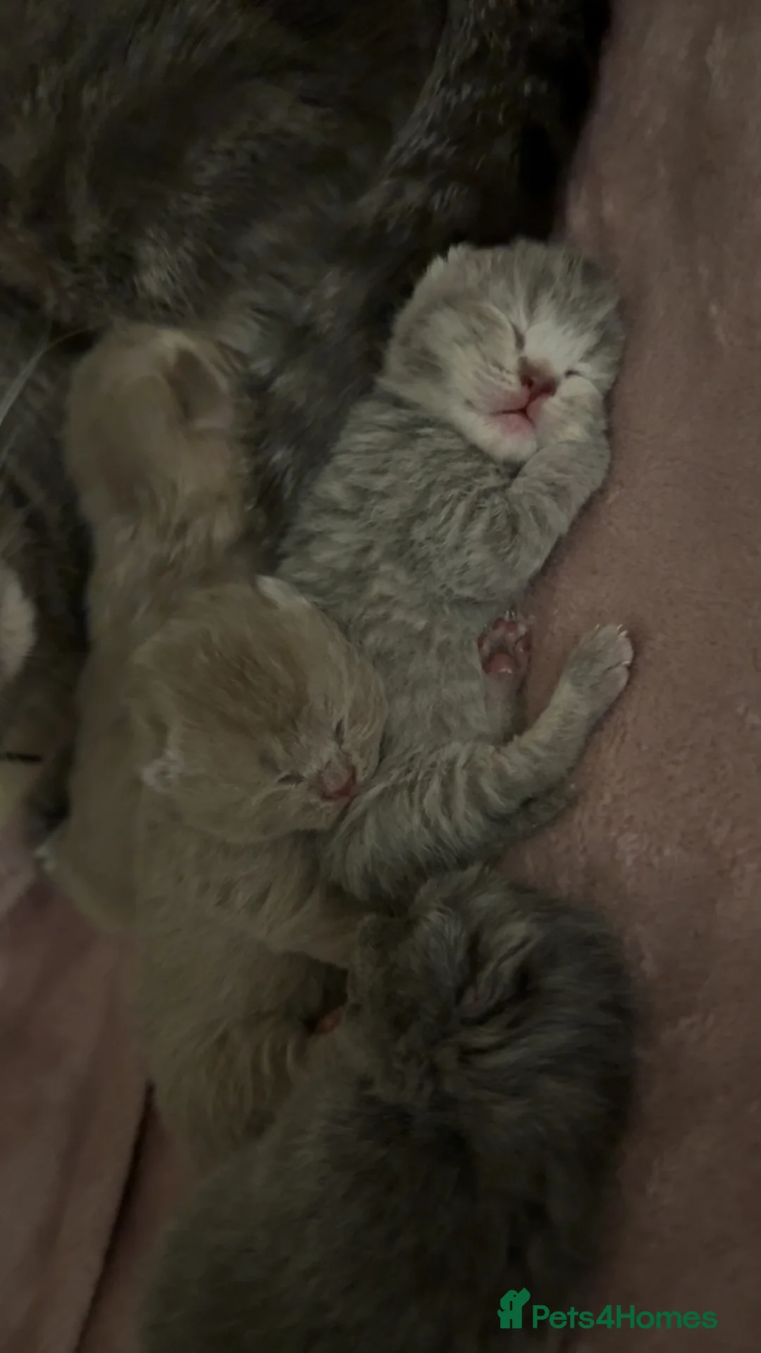 British Shorthair cats for sale: 5 Beautiful British Shorthair Kittens  - Advert 2