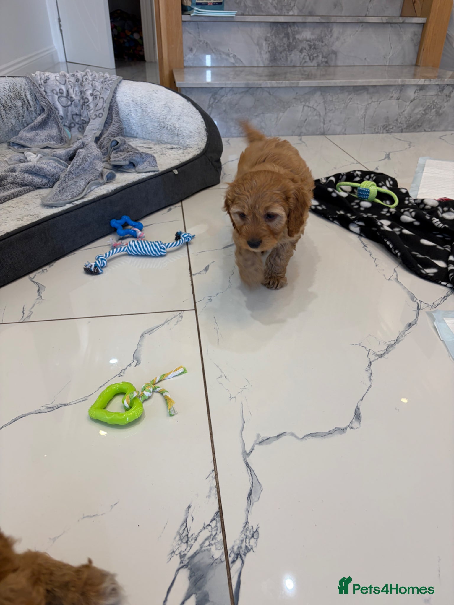 Cockapoo dogs 🐾 BEAUTIFUL F1 COCKERPOOS 🐾 - Advert 2