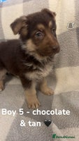 German Shepherd dogs Beautiful litter of coloured German shepherds! - Advert 7