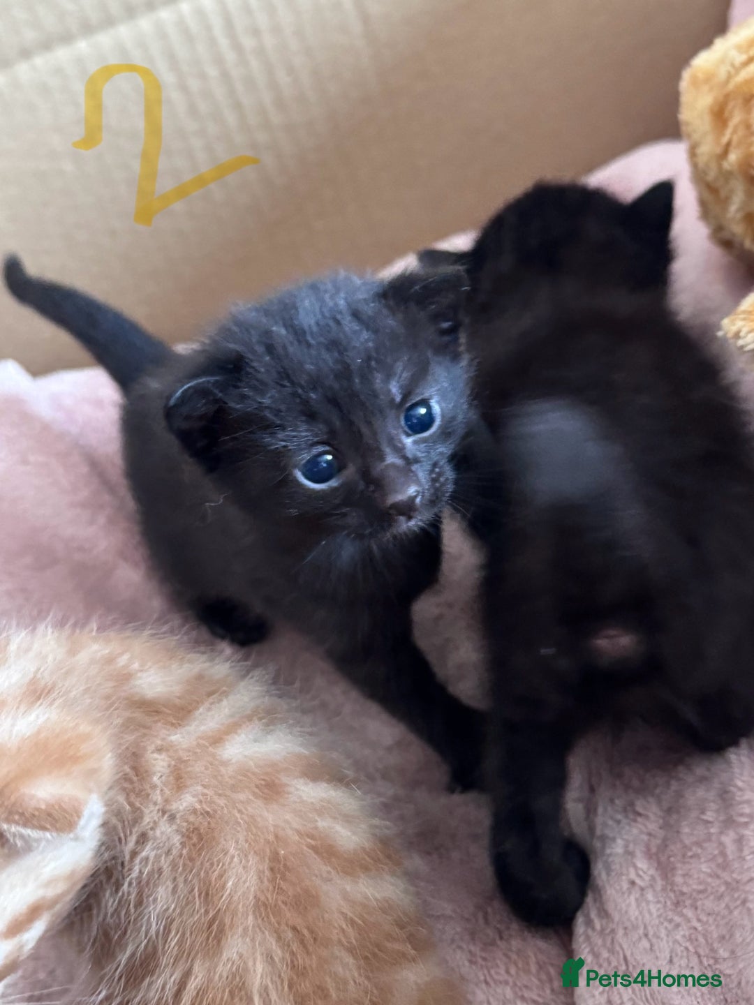 Mixed Breed cats for sale: 5 gorgeous kittens - Image 5