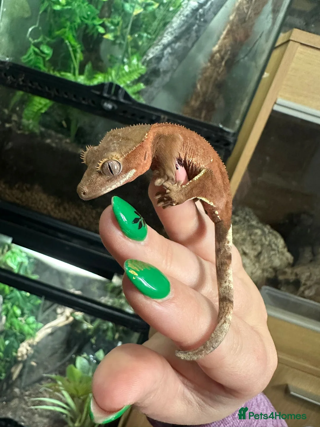 Gecko reptiles for sale: 🔥🔥❤️ Crested Geckos ❤️🔥🔥 - Advert 4