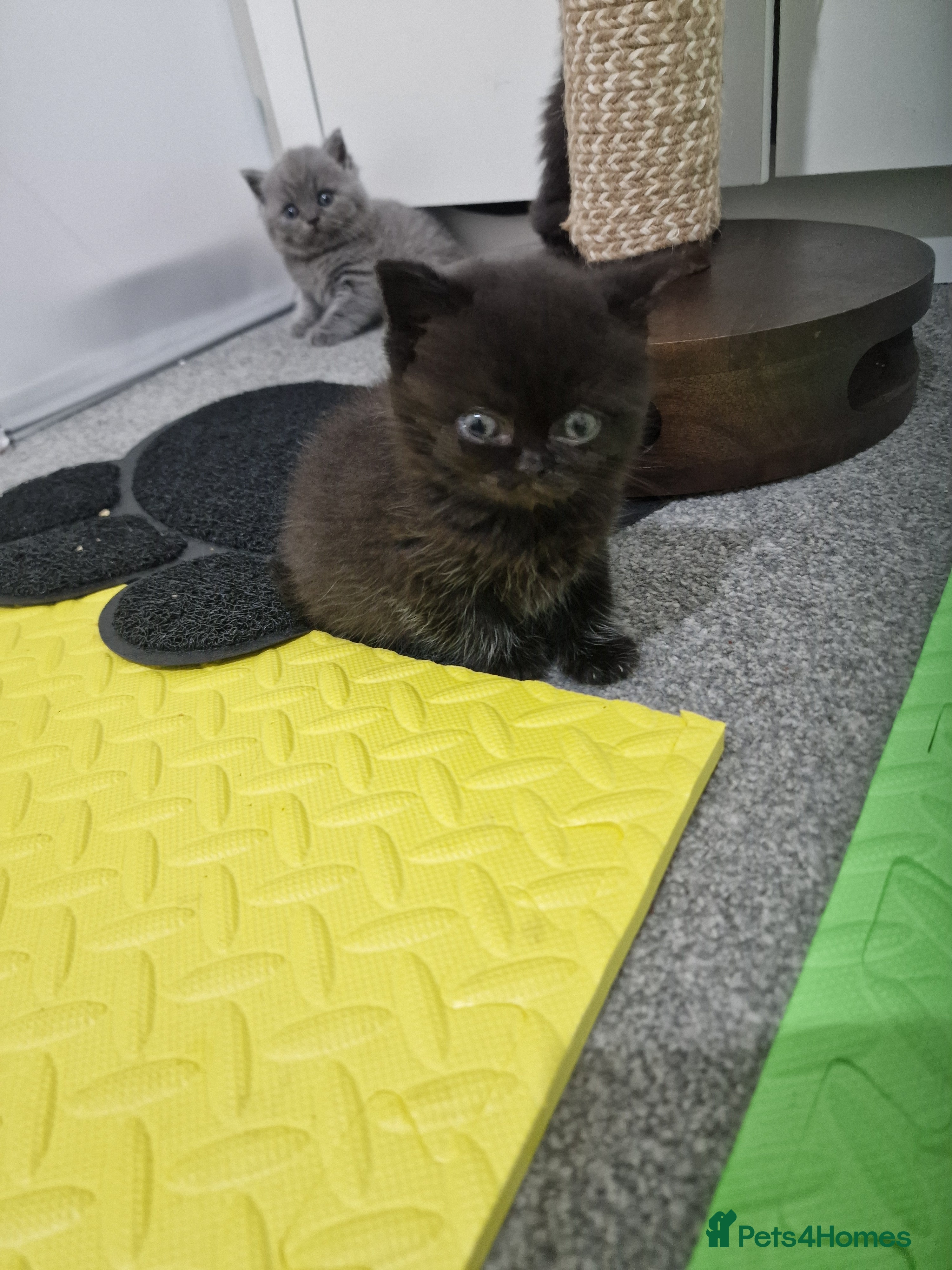 British Shorthair cats 2 darks chocolate and one blue - Advert 2