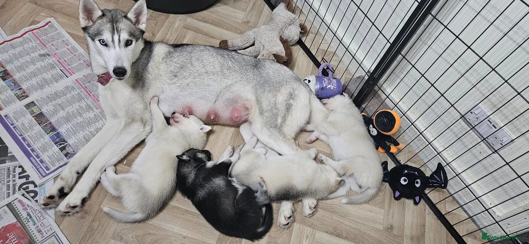 Siberian Husky dogs for sale: Stunning siberian husky puppies in Derby - Advert 2