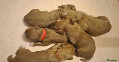 Cocker Spaniel dogs - Advert 2