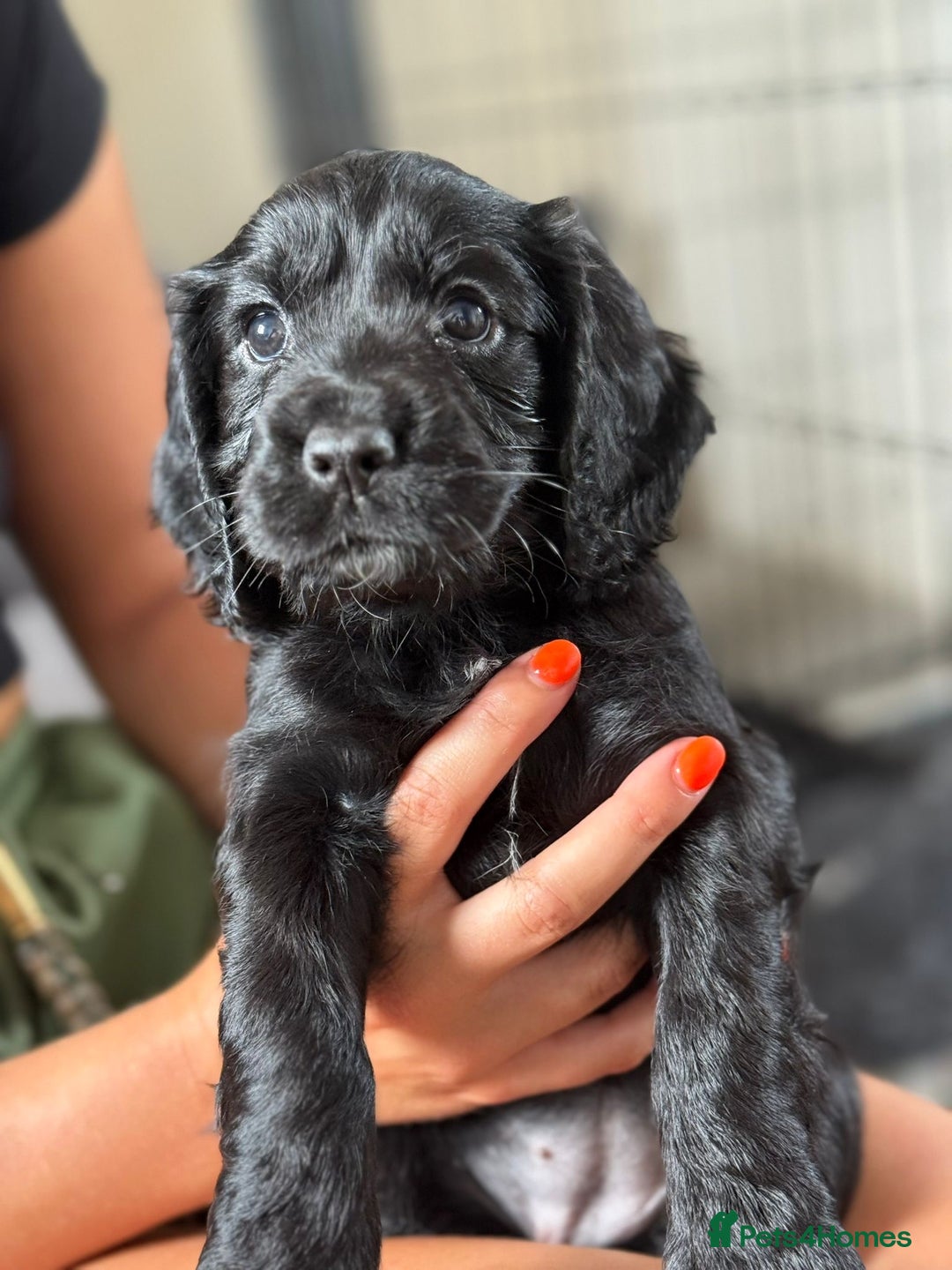 Cocker Spaniel dogs for sale: KC reg working cocker spaniels  - Image 3