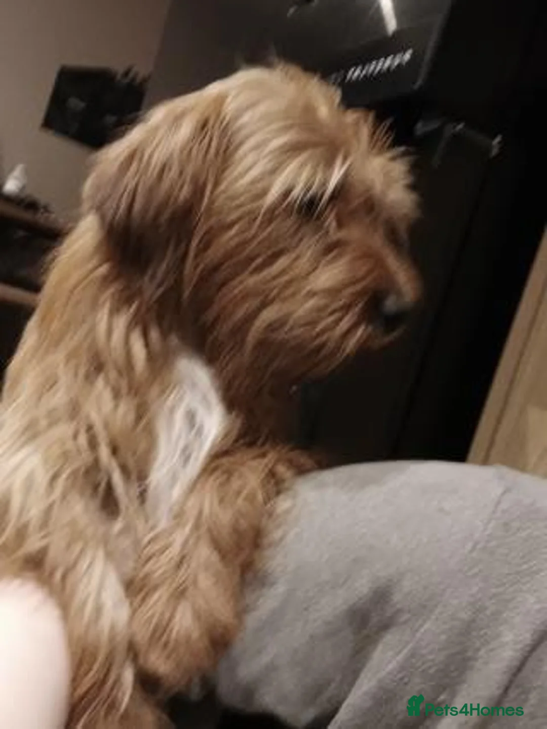 Mixed Breed dogs for sale: Dachshund Lhasa cross Male - Advert 6