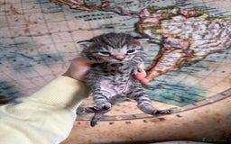 Bengal cats for sale: Bengal Cross Kittens - Image 6