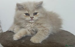 Persian cats for sale: Pedigree Persian female kittens for sale - Image 17