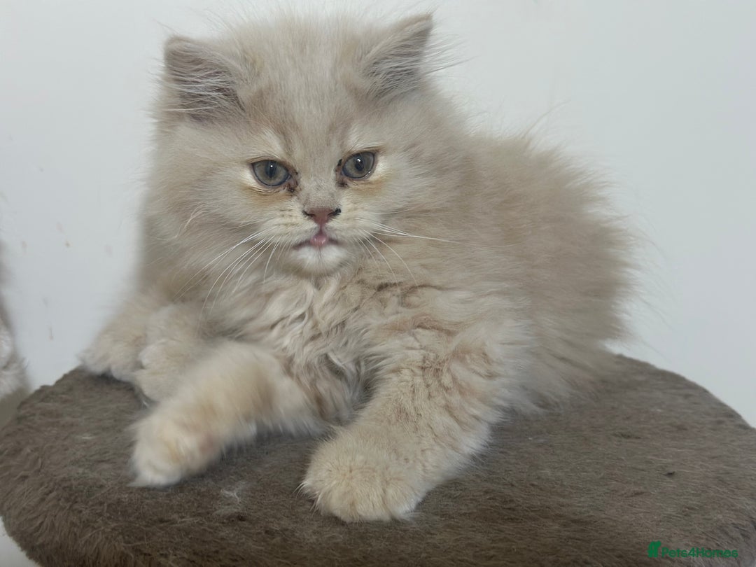 Persian cats for sale: Pedigree Persian female kittens for sale - Image 17