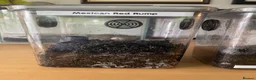 Tarantulas invertebrates for sale: Tarantula Juvenile for Sale - Advert 4