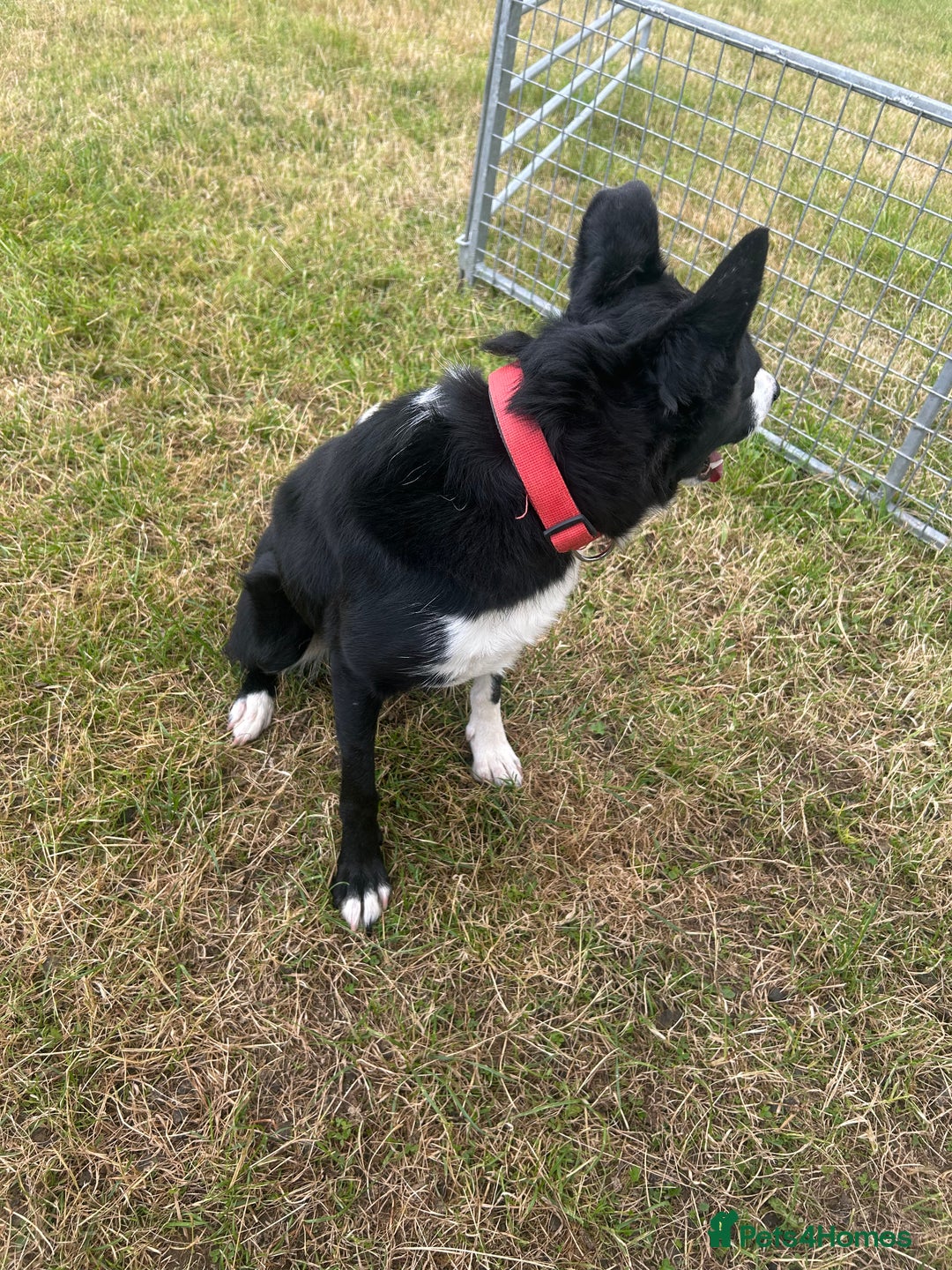 Border Collie dogs for sale: Bess - 2 year old bitch - Image 3