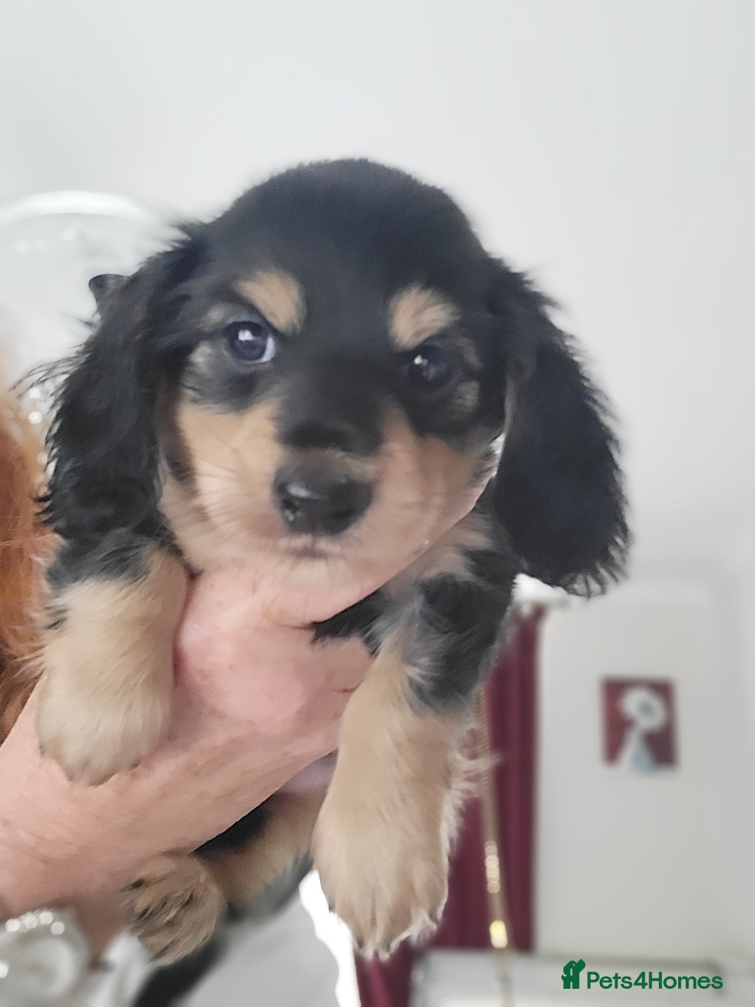 Miniature Dachshund dogs for sale: KC Black and Cream  long haired  - Image 24
