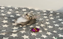 Mixed Breed cats for sale: Pixie bob mixed kittens - Image 7