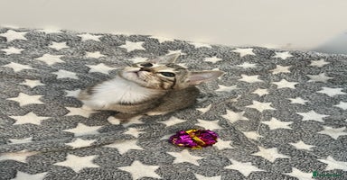 Mixed Breed cats - Advert 15