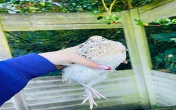 Ducks poultry for sale: Ducks + quail looking for new home  - Image 9