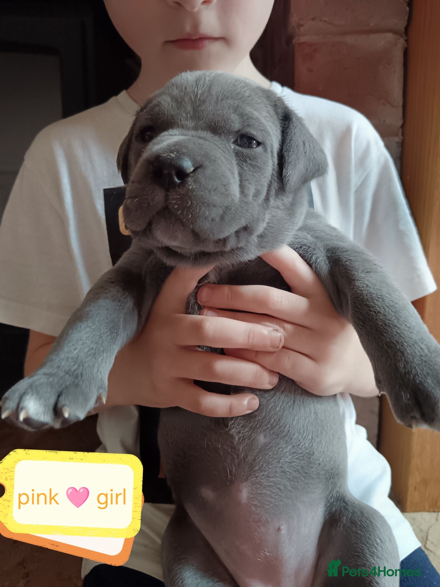 Cane Corso dogs 💎Cane Corso Puppies💎🥰 READY TO GO SOON ♥️  - Advert 1