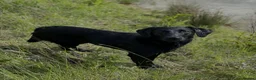 Labrador Retriever dogs for sale: KC Reg Health Tested Labrador Pups in Shipston-on-Stour - Advert 6
