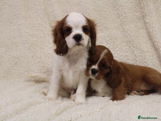 Cavalier King Charles Spaniel dogs - Advert 5