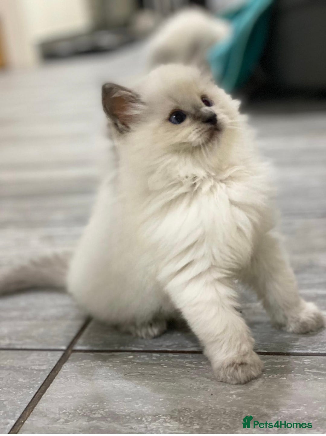 Ragdoll cats for stud: TICA registered blue point stud ragdoll  in Bristol - Advert 10