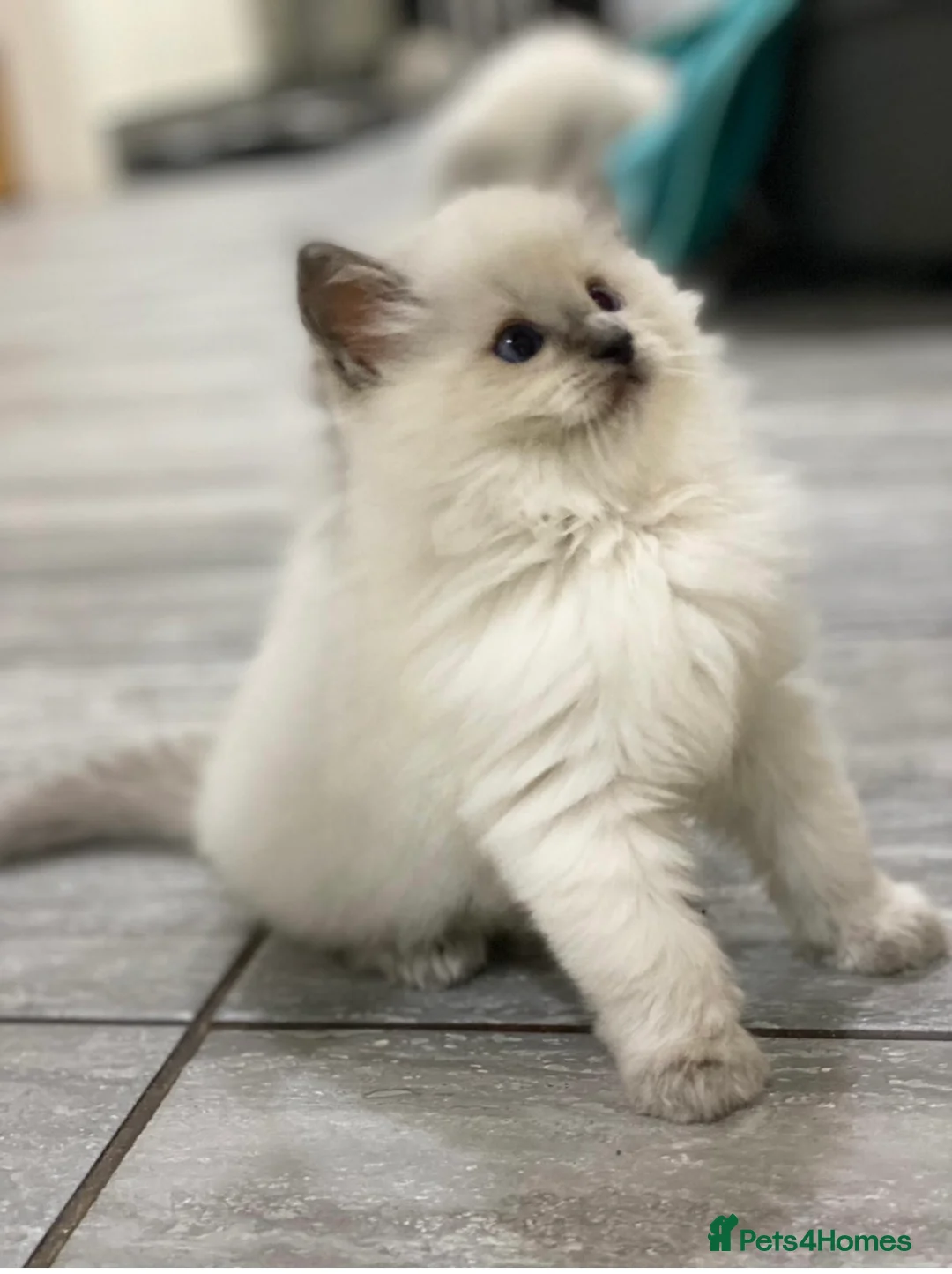 Ragdoll cats for stud: TICA registered blue point stud ragdoll  in Bristol - Advert 10