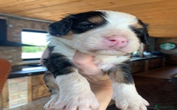 Bernedoodle dogs for sale: Standard Size Bernedoodle  - Image 13