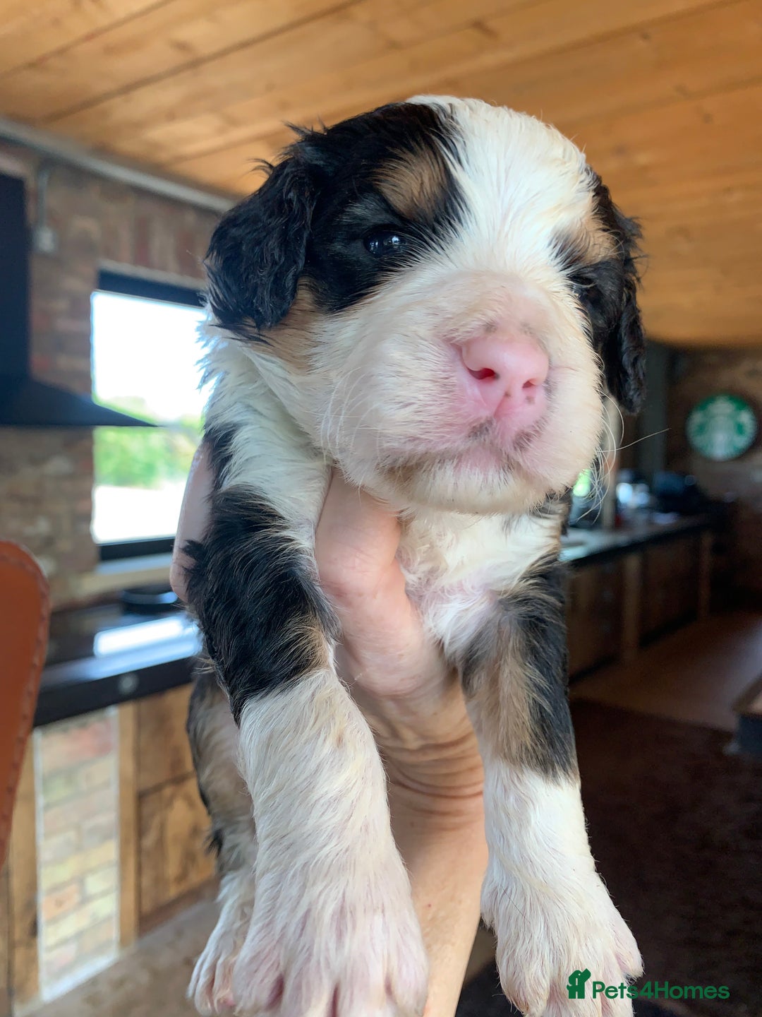 Bernedoodle dogs for sale: Standard Size Bernedoodle  - Image 13