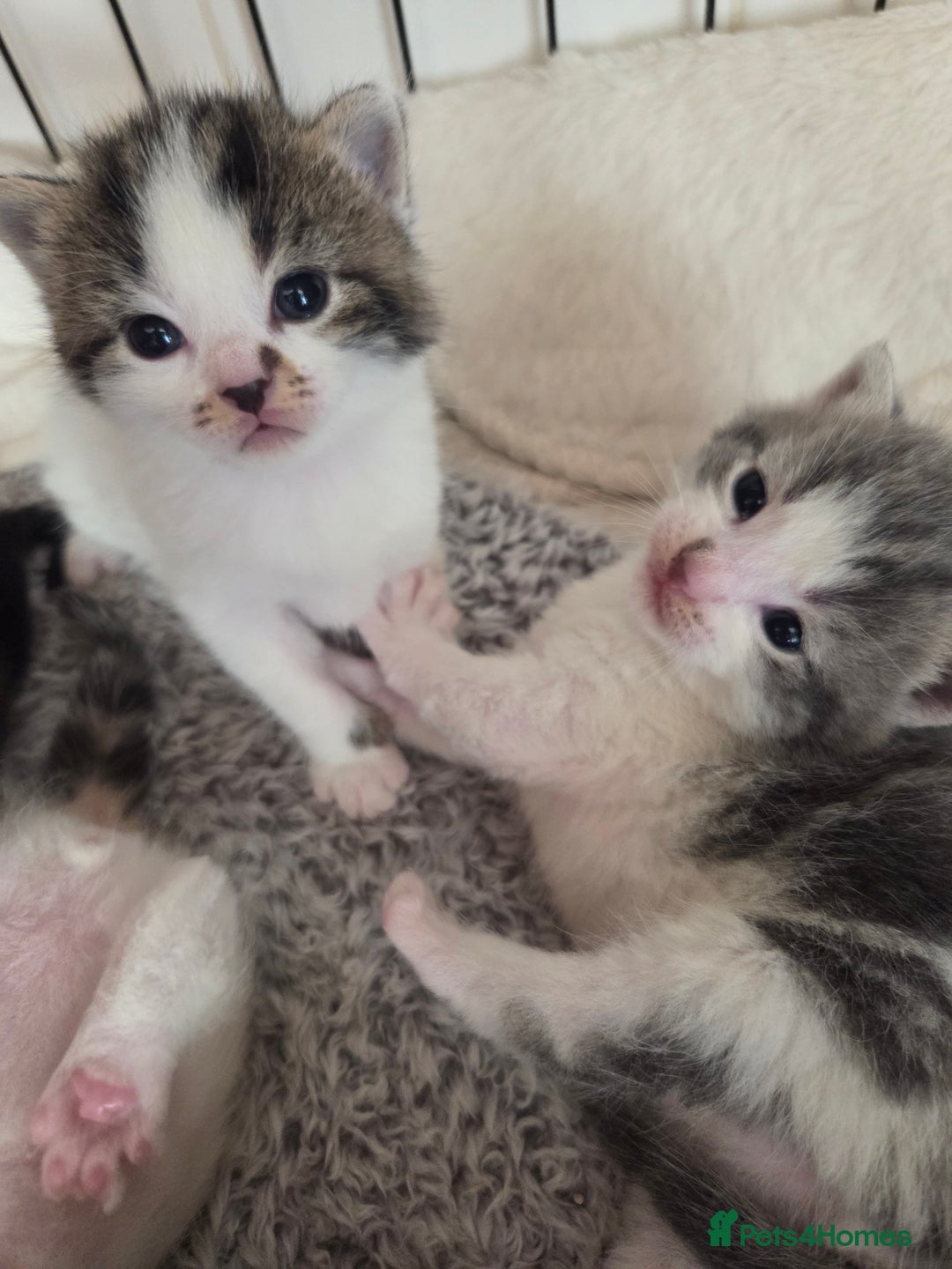 Mixed Breed cats for sale: 4 beautiful mixed breed kittens  - Advert 7