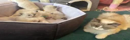 Ragdoll cats for sale: 4 beautiful ragdoll kittens  - Advert 2