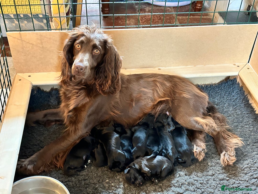 Cocker Spaniel dogs for sale: Cocker Spaniel Puppies looking for the best homes - Image 1