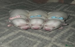 Maltipoo dogs for sale: Unique Korean miniature Maltipoos 🐶 🏡 🐾  - Image 2
