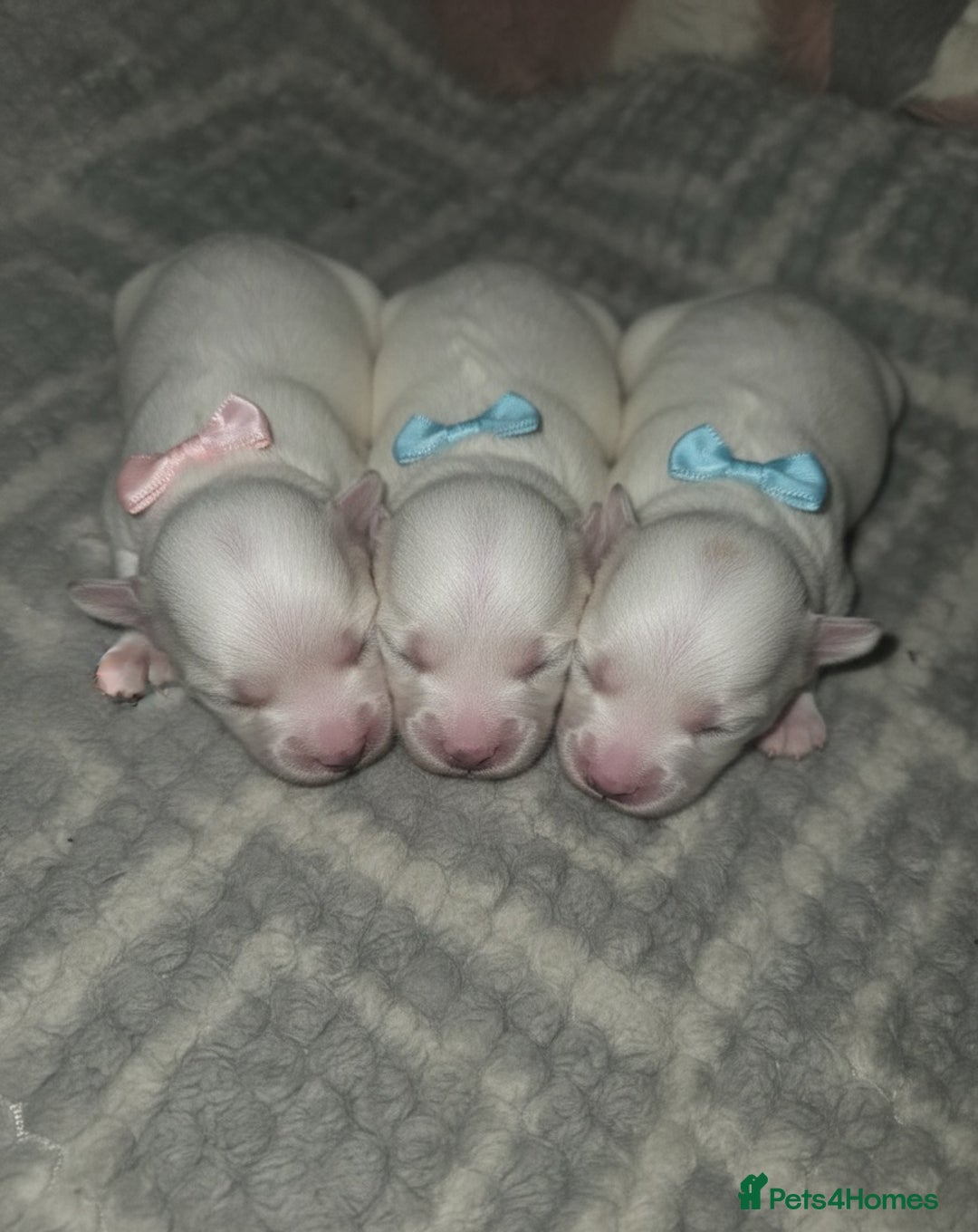 Maltipoo dogs for sale: Unique Korean miniature Maltipoos 🐶 🏡 🐾  - Image 2