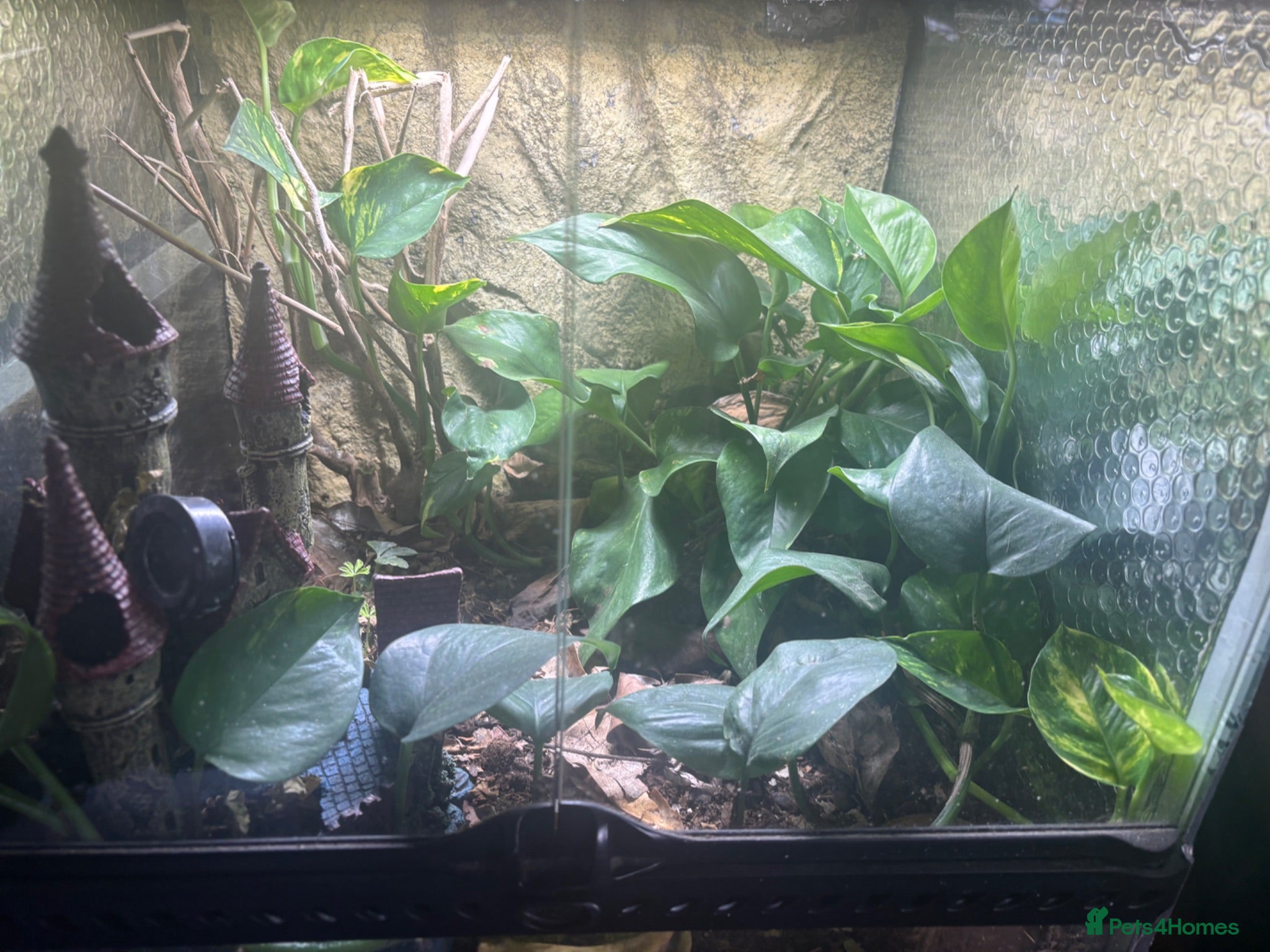 Frog reptiles  Dendrobates auratus - Advert 11