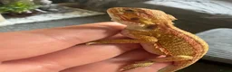 Bearded Dragon reptiles for sale: Stunning baby bearded dragons £100 ONO  - Advert 15