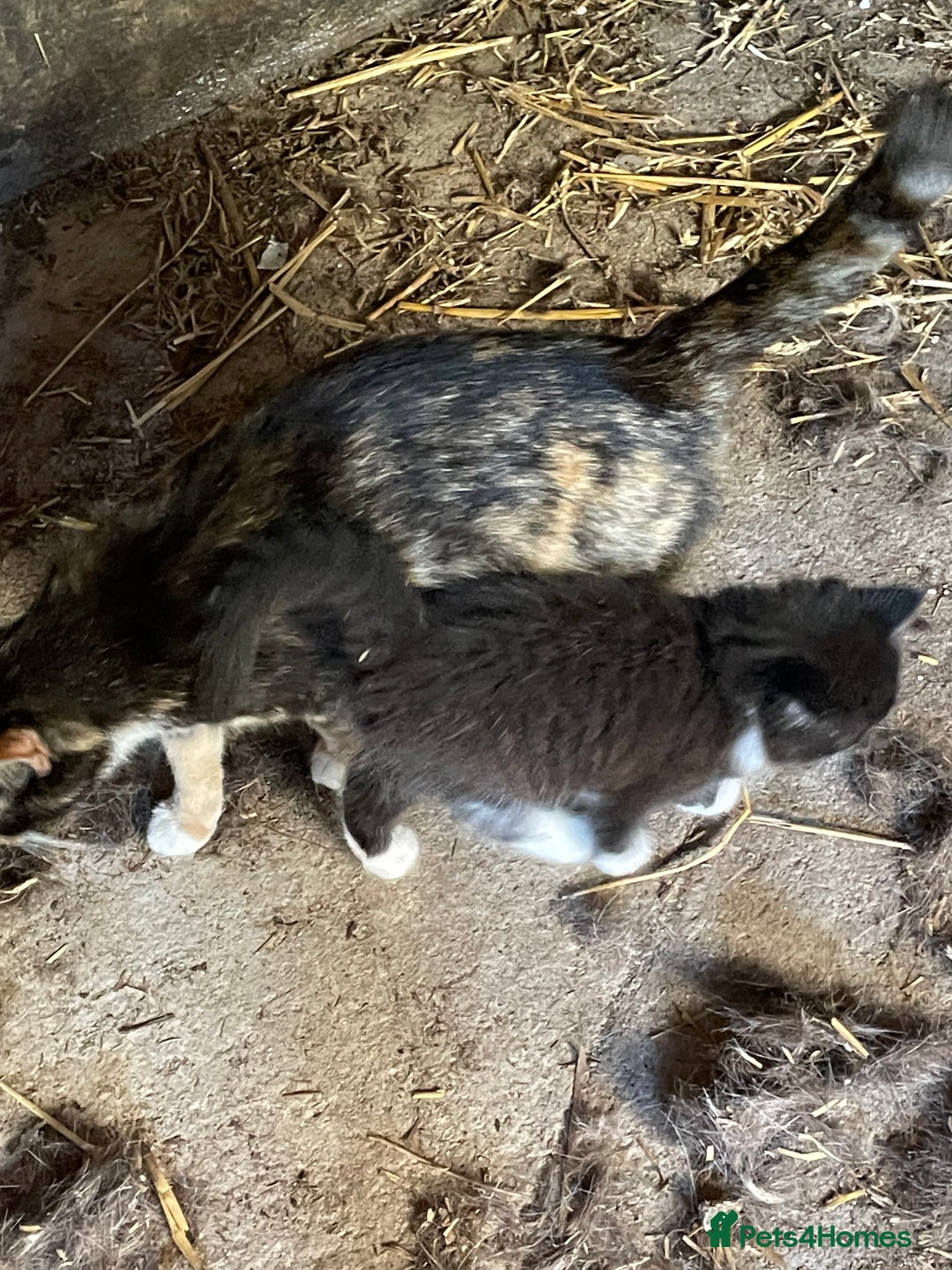 Mixed Breed cats for sale: 1 lovely girl kitten looking for forever home  - Image 4