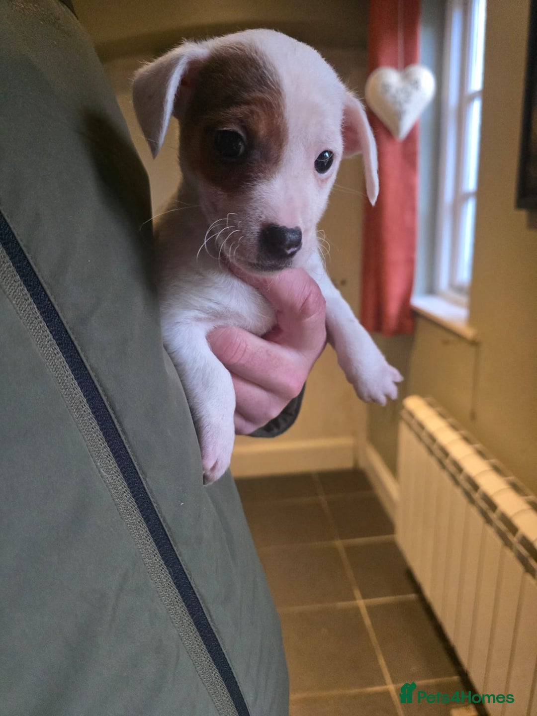 Jack Russell dogs for sale: Jack Russell puppies  - Advert 6