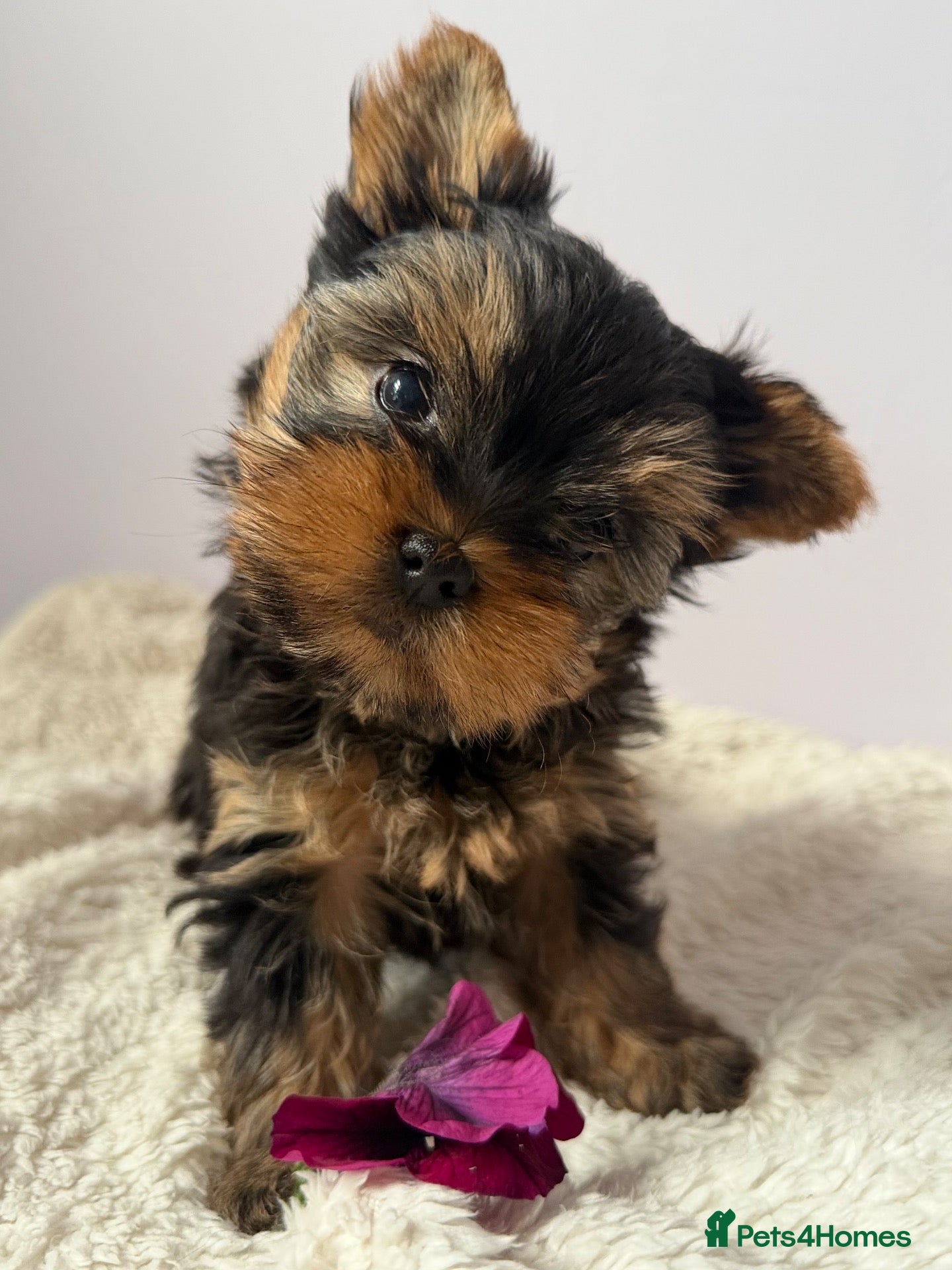 Yorkshire Terrier dogs Yorkshire terrier  - Advert 3
