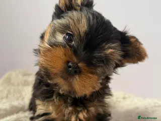 Yorkshire Terrier dogs Yorkshire terrier - Advert 1