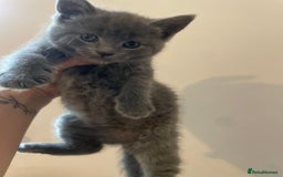 Mixed Breed cats for sale: Russian Blue X kittens  - Image 5