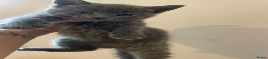 Mixed Breed Kitten 1