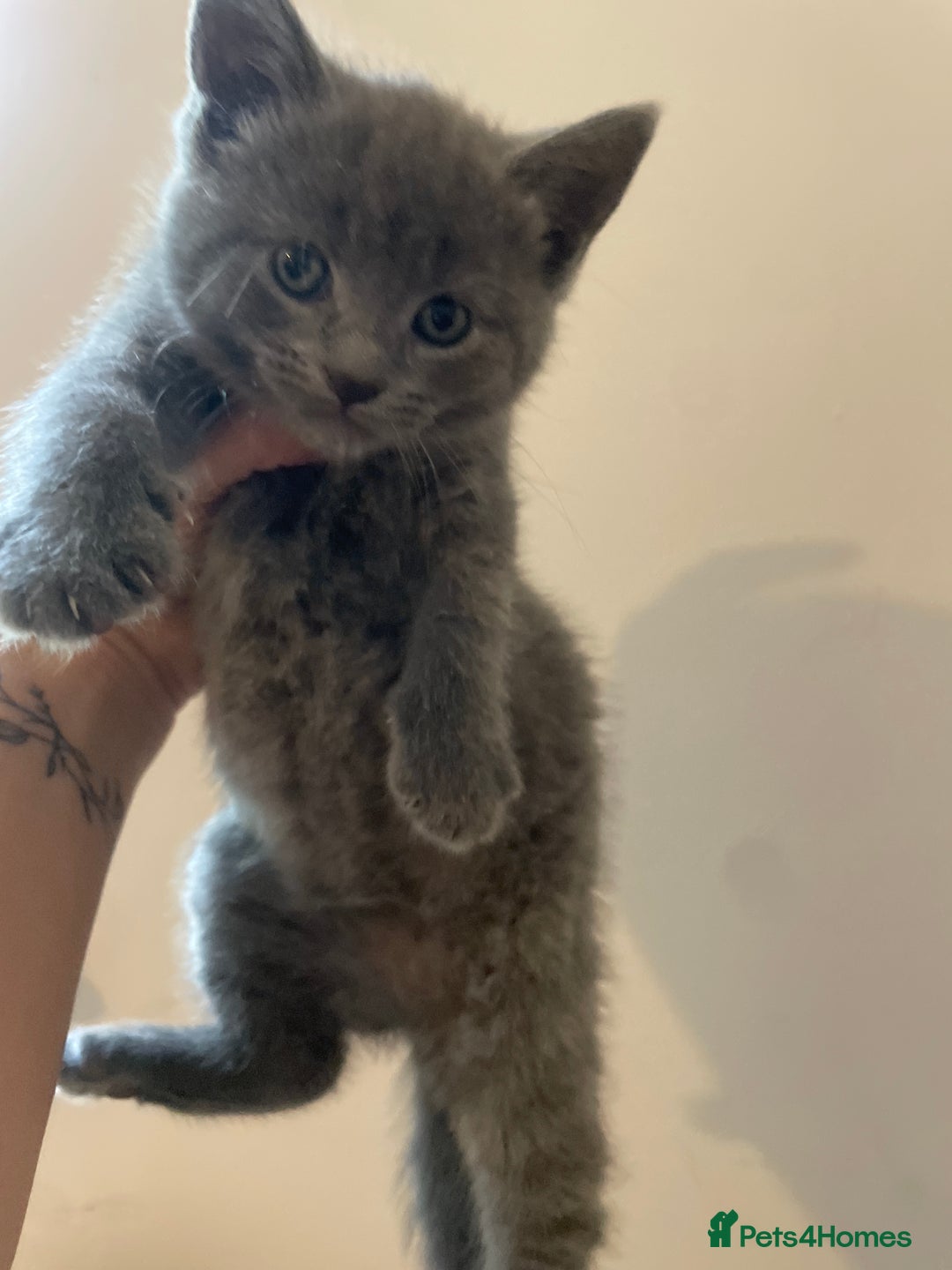 Mixed Breed cats for sale: Russian Blue X kittens  - Image 5