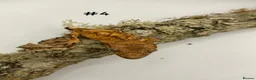 Gecko reptiles for sale: Adult + Juvenile Crested Geckos inc. Lilly Whites - Advert 8