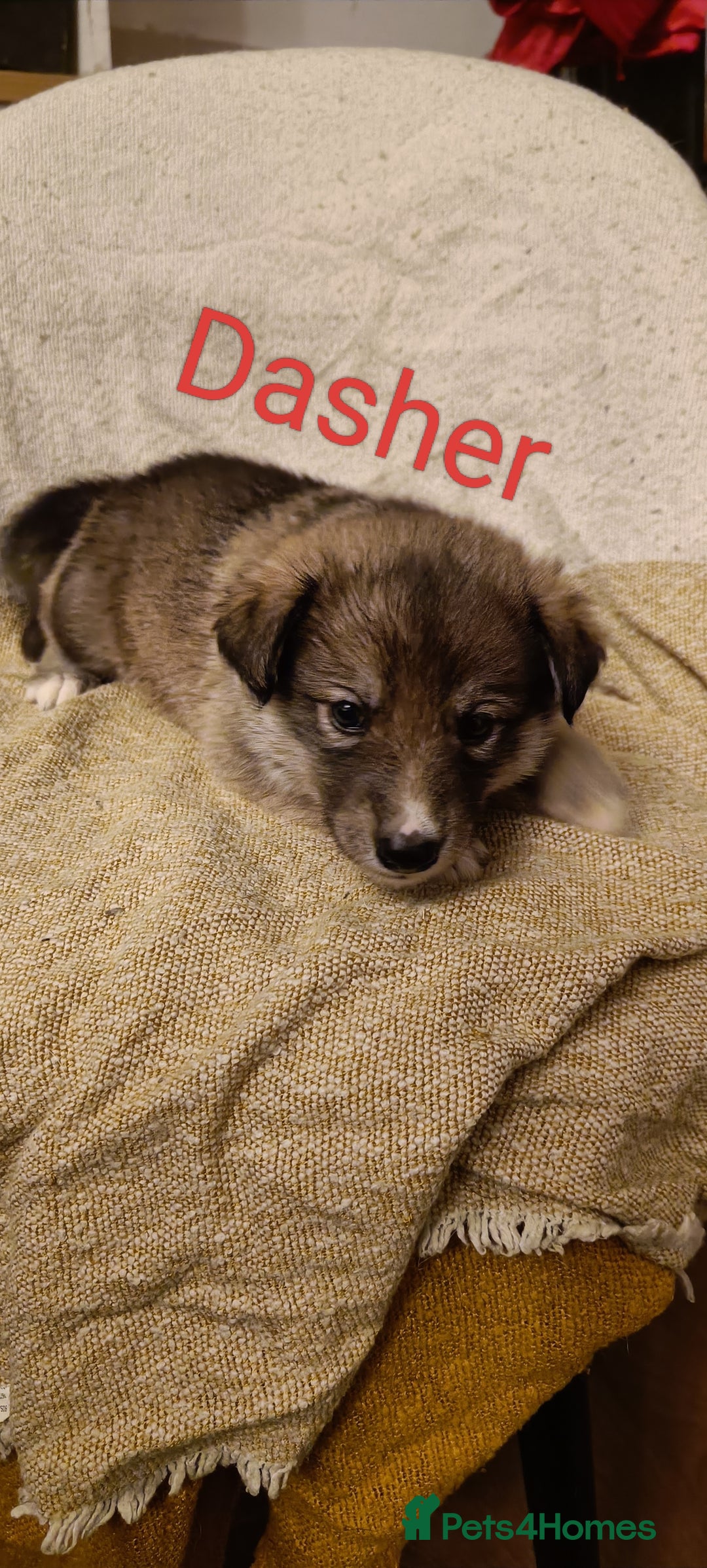 Shepsky dogs for sale: 9x Gorgeous Shepsky Puppies available 31/01 - Advert 4