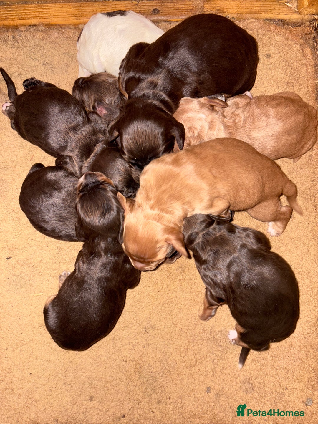 Cocker Spaniel dogs for sale: KC reg 5 Gen FTCH/Argyll warrior descendants  - Advert 4