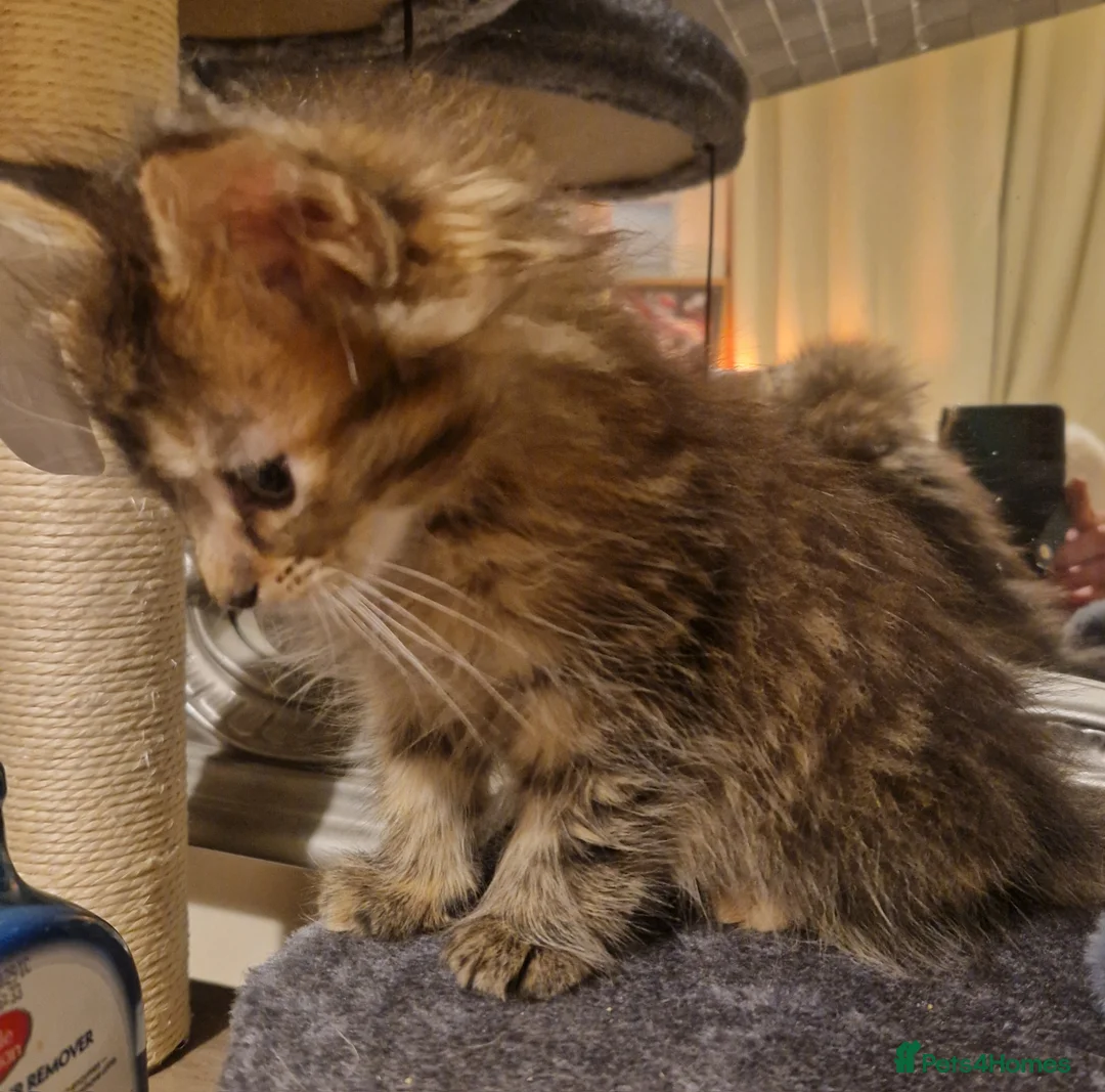 Mixed Breed cats for sale: Last female - mix Mainecoon - Advert 9